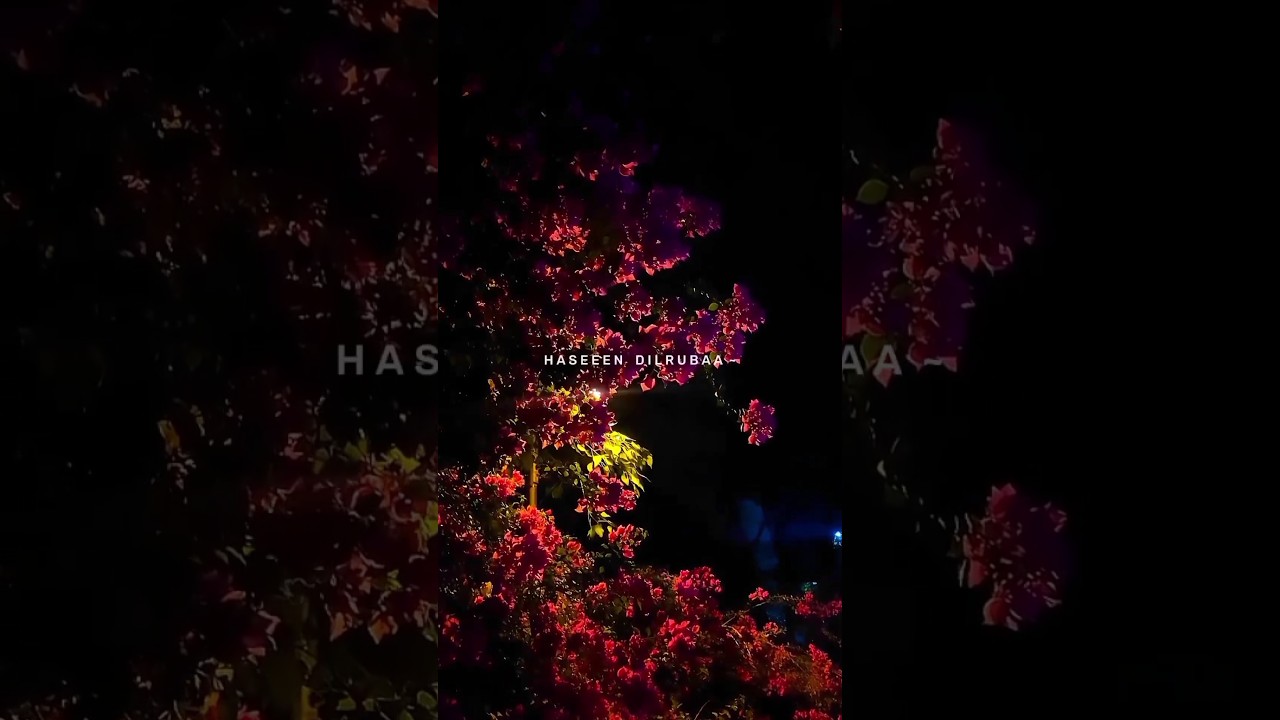 Jawani Janeman: Heart Swells with Love ❤️