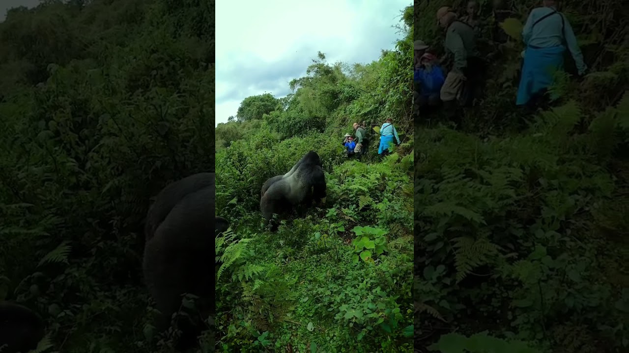 Giant Silverback Gorilla Roams Jungle Past Tourists 🦍