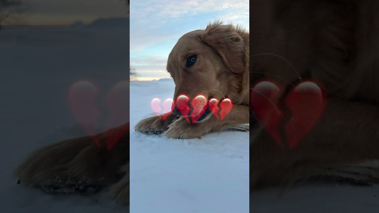 Unforgettable Moments with Our Golden Retriever and Comet 🌟