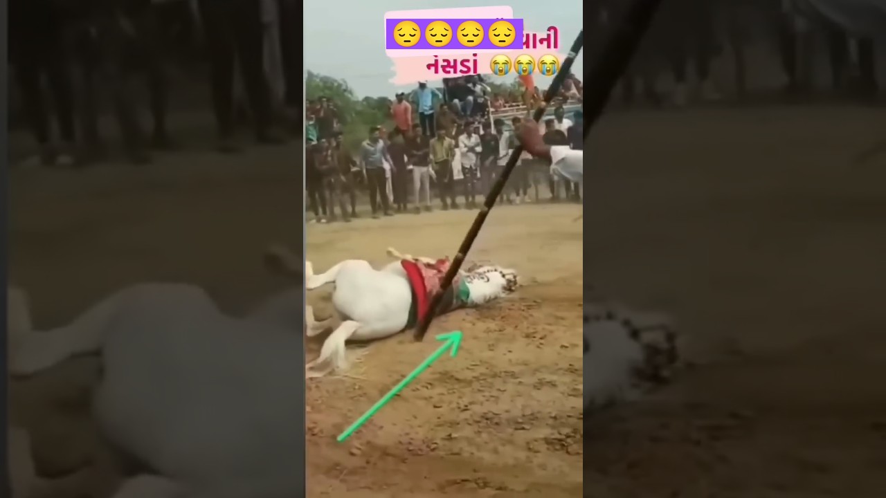 Serious Horse Race Accident in Gujarat