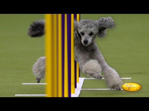 2025 WKC Masters Agility Championship | FOX Sports