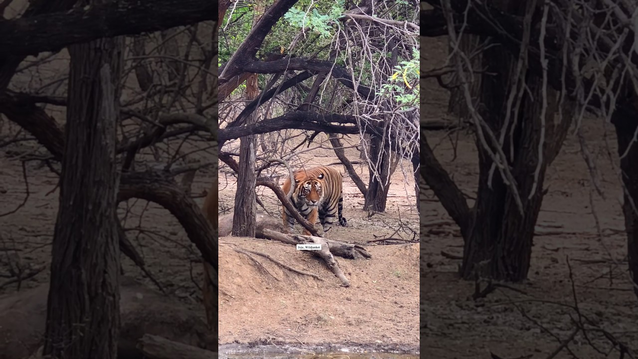 Dramatic Tiger Attack on Deer in Ranthambore π
| Wildlife Short