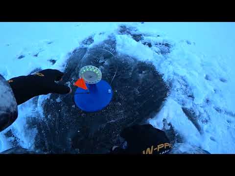 Старица Пяку-Пура Окунь ,щука  Жерлицы октябрь 2025г