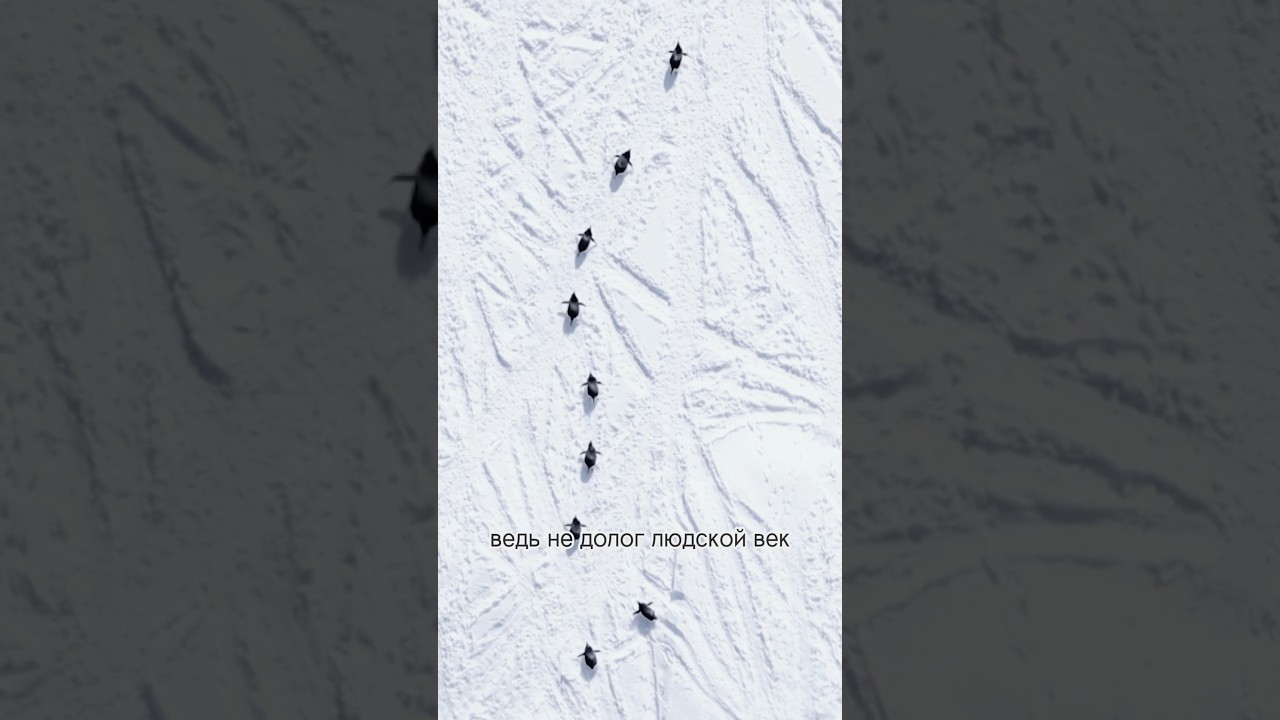 Разбег - Александр Закшевский 🎶