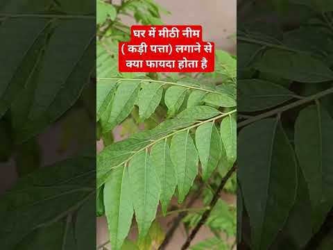 घर में मीठी नीम या कड़ी पत्ता लगाने से क्या फायदा होता है