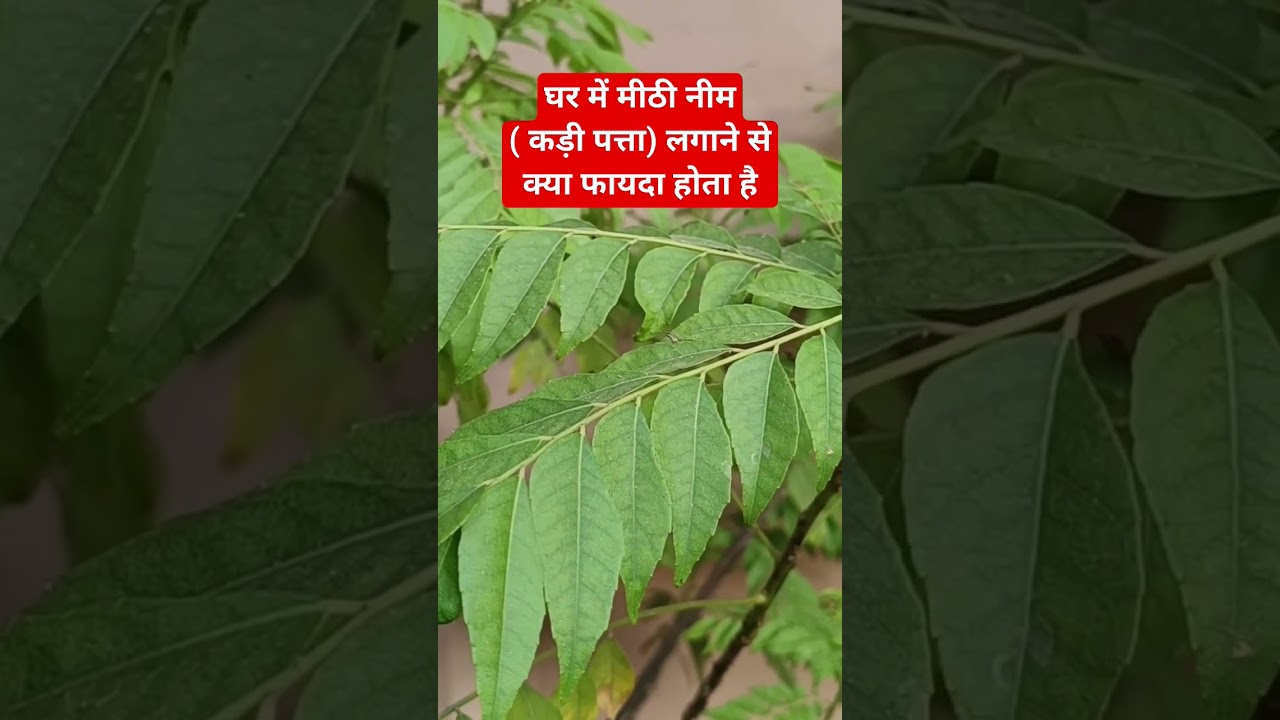 घर में मीठी नीम और कड़ी पत्ता लगाने के फायदे 🌿