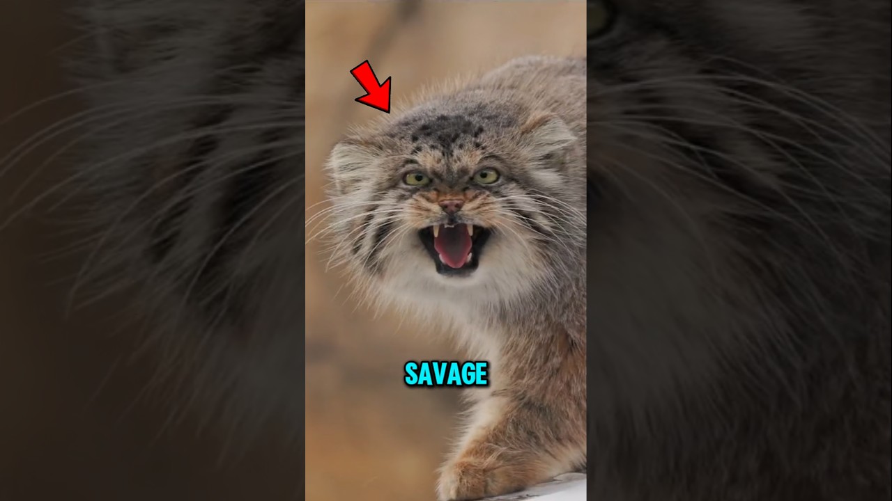 Top 5 Animals Born To Kill βπ±