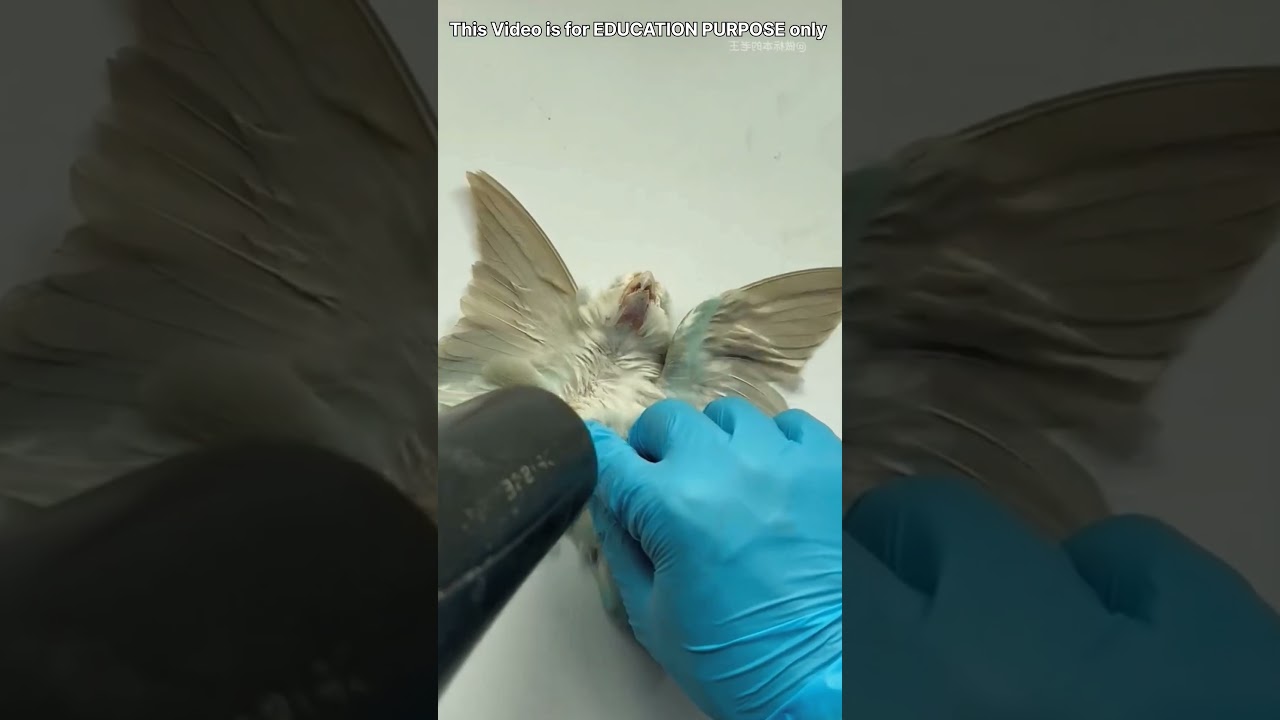 Heartwarming Love for His Bird 🐦