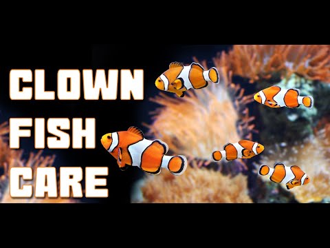 Everything you need to know about keeping CLOWNFISH in a HOME AQUARIUM