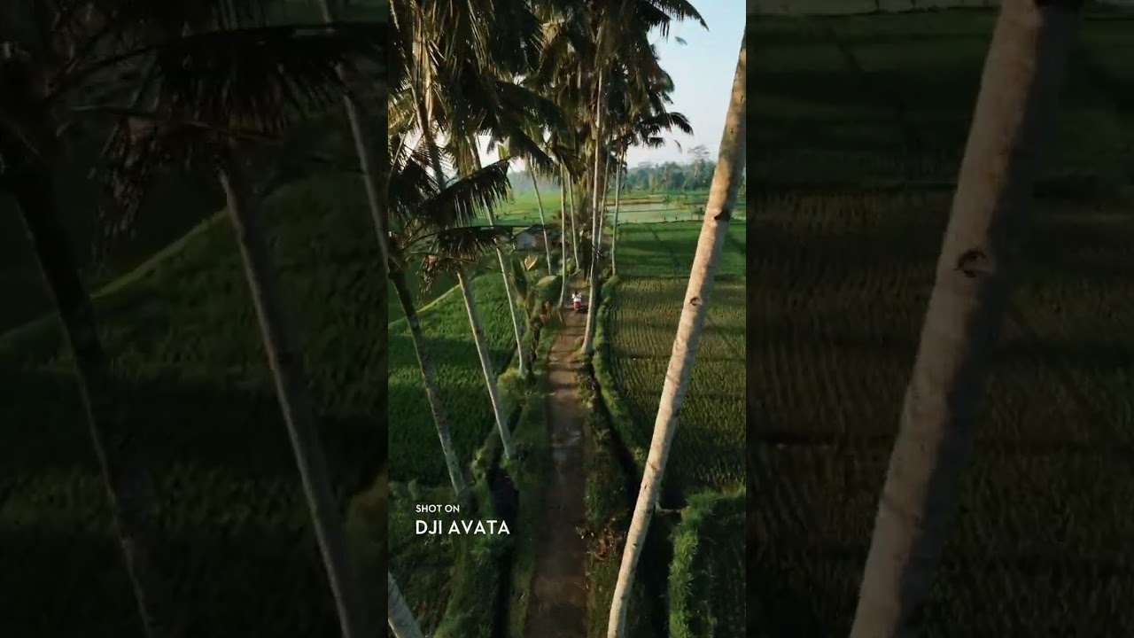 Mini 4 Pro vs DJI Avata: Which Shot Looks Better?