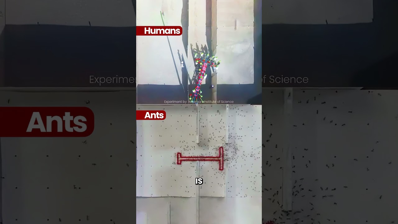 Ants vs. Humans: Who Solves Problems Better? 🐜