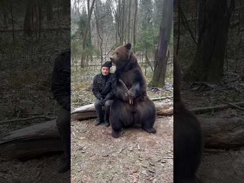 Знакомство с домашним медведем: удивительное путешествие в мир дрессировки и заботы 🐻