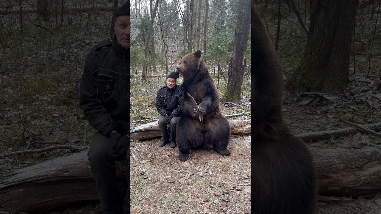 Знакомство с домашним медведем: удивительное путешествие в мир дрессировки и заботы 🐻