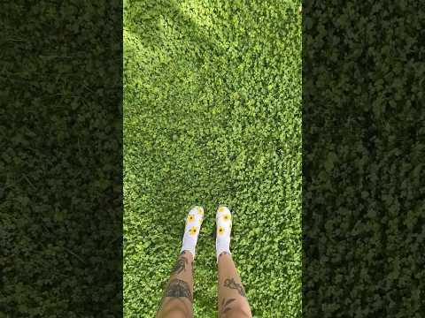 Clover lawns: trendy or worth it? ☘️🍀 #clover #cloverlawn #lawn #landscape #garden #diy #home #yard