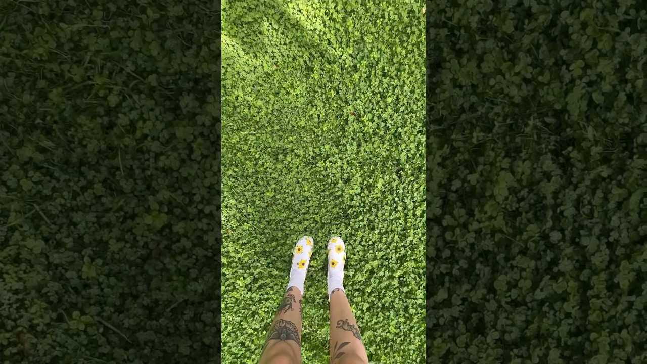 Are Clover Lawns a Trend or a Smart Investment? π±