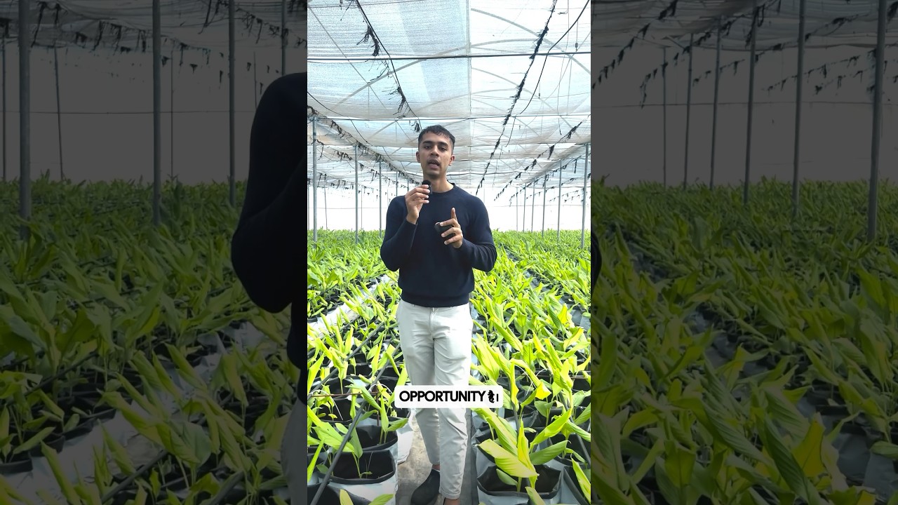 Turmeric Farming Profits: 30-40 Lakhs 💰 | Agritalk
