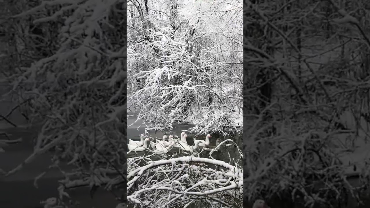 Эхо первой любви среди белых снегов ❄️