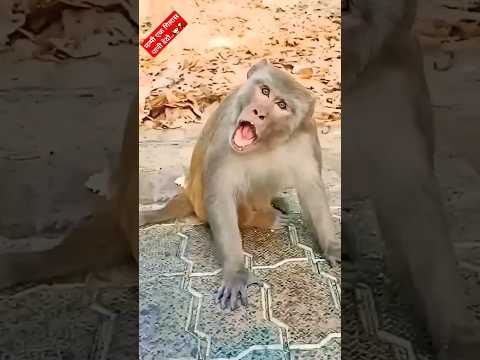 Funny Monkey viral video..🤣🤣🤣 #funny #comedy #trending #viral #shorts