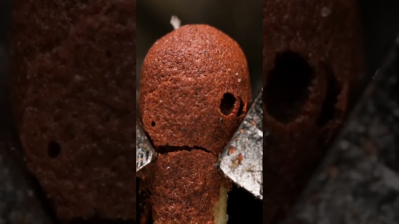 Macro IG Video: Cutting Off Match Head π₯