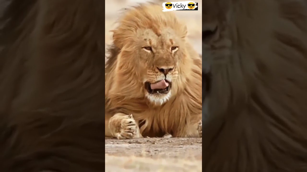 Lion Attitude Status | Lion Akad Status | Boys Attitude Status | Princelion #beingprincelion