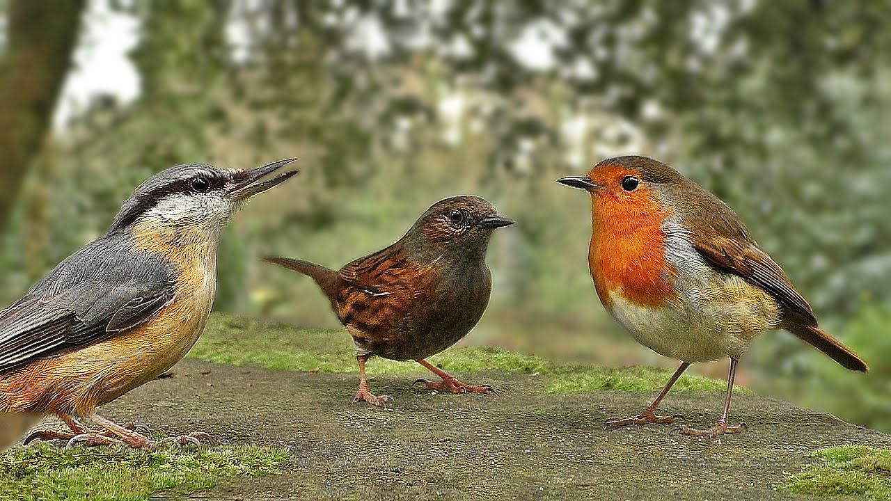 Vidéos Pour Les Chats à Surveiller - Petits Oiseaux