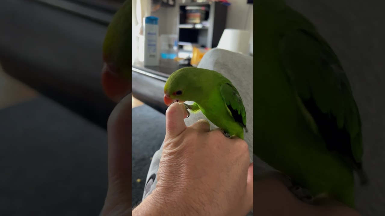 Mon inséparable taranta 🐦