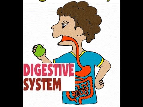 Digestive System & Organs Explained 🧬