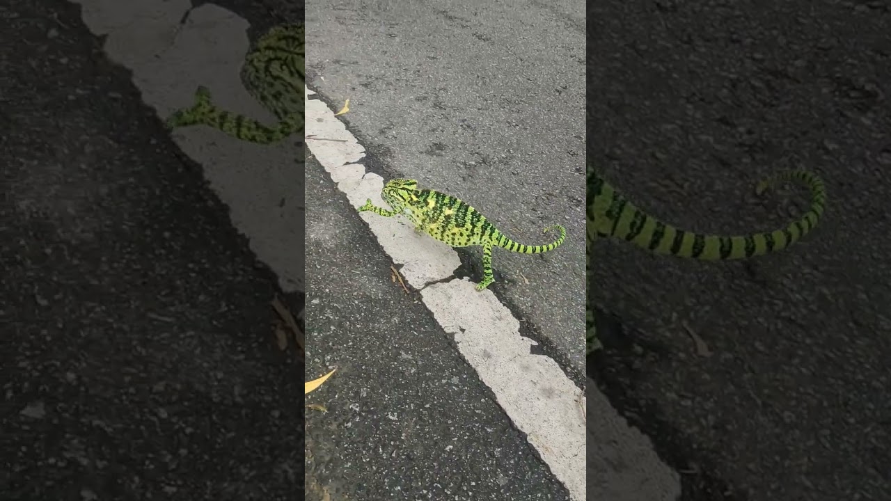 Oosaravelli at Tirumala | Chameleons Changing Colors 🦎