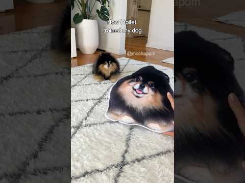 How I toilet trained my dog π #dog #pomeranian