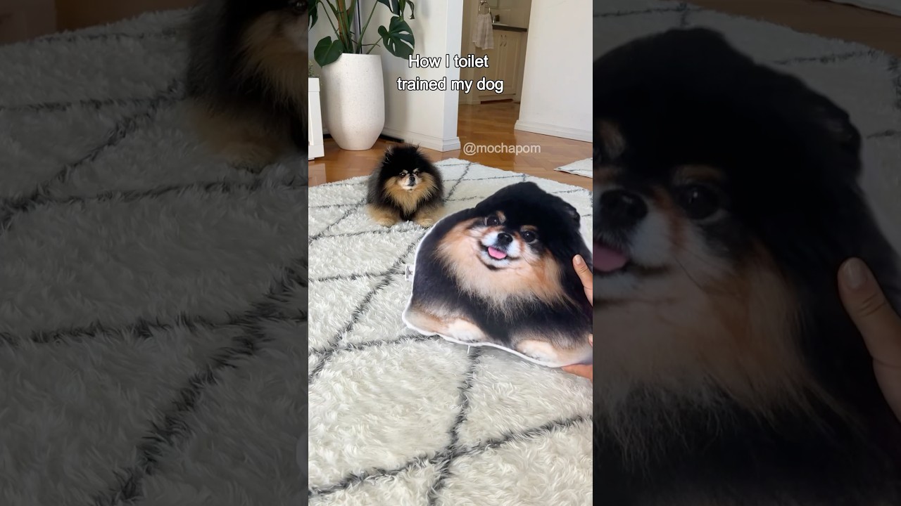 Proven Tips to Fully Toilet Train Your Pomeranian 🐶