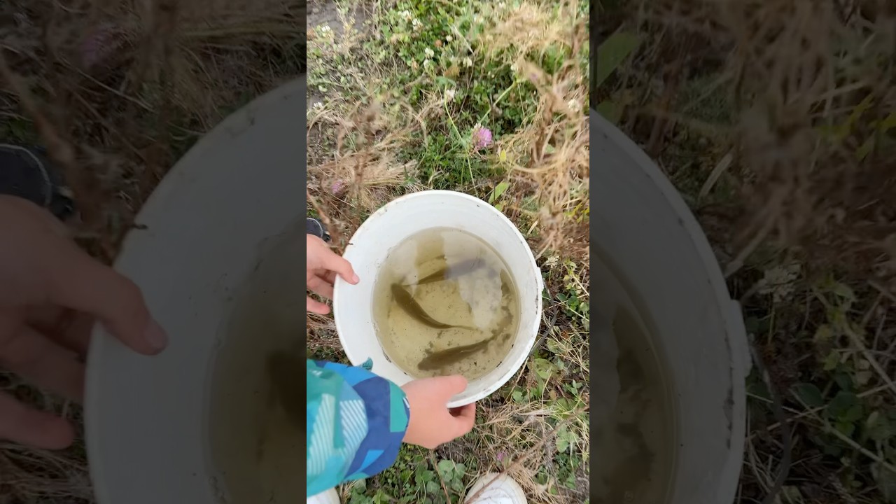 Отпустил свой улов 🐟