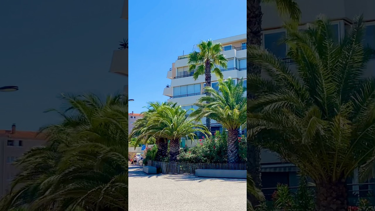 Balade sous les Palmiers en Occitanie 🌴