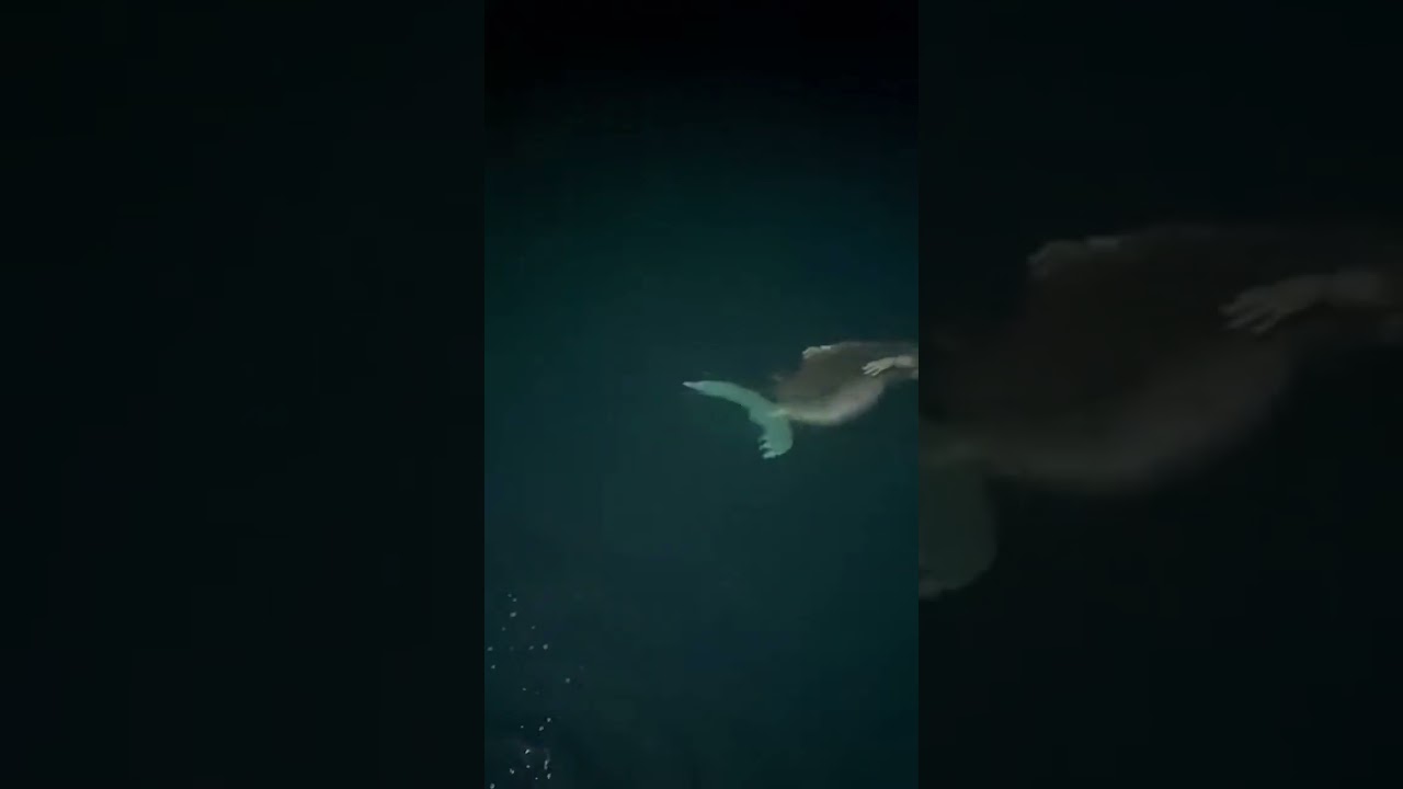 Mysterious Mermaid Sighting at Sea π