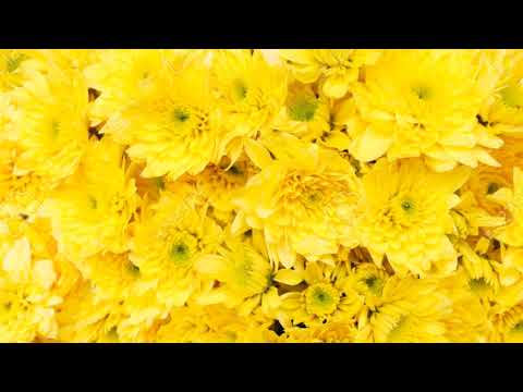 Suraj Ki Bahoon Mein.. Vibgyor 🌈: A Bright and Colorful Journey