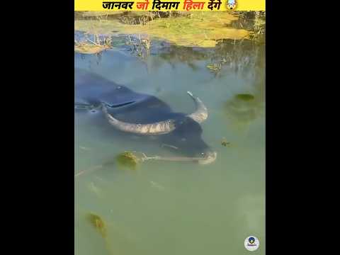 New viral video that will blow your mind #viral