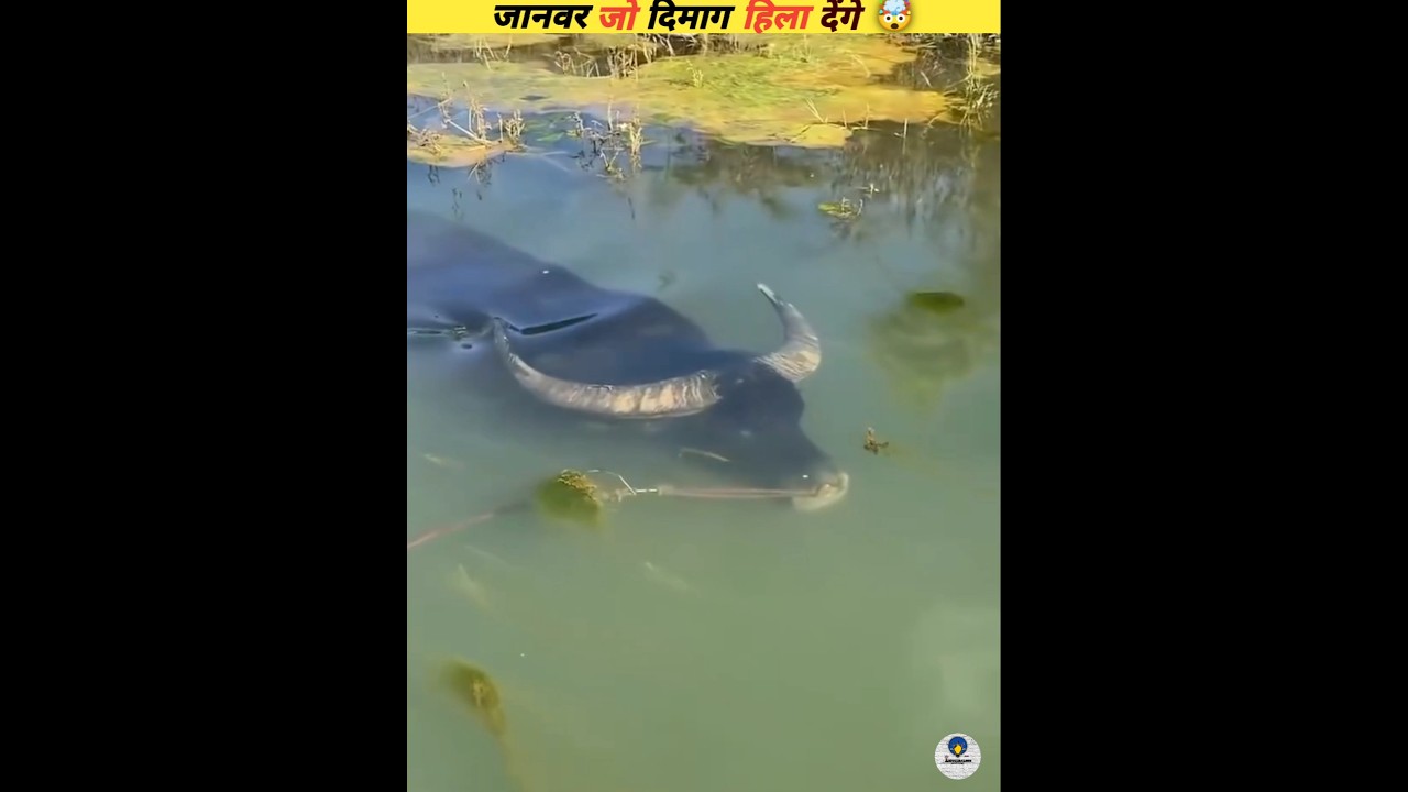 Mind-Blowing Facts You Can't Miss! 🚀 | Anvijibalmen's Viral Video