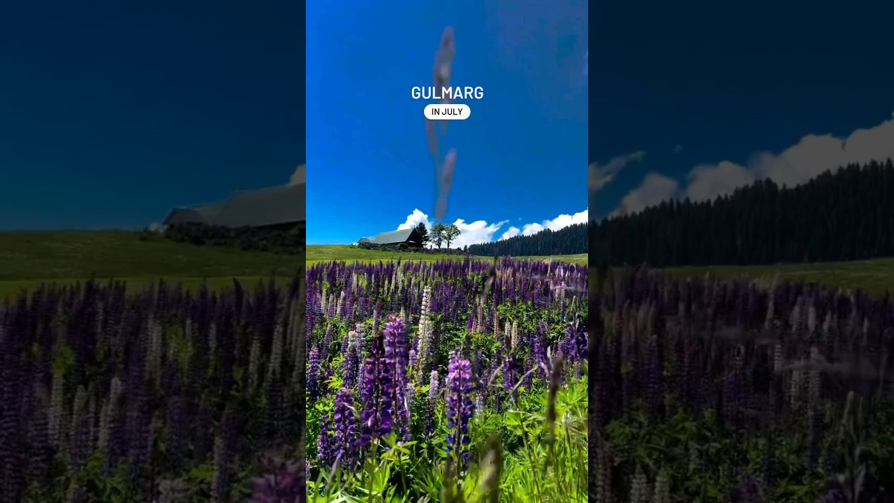 Explore Gulmarg in July 🌴