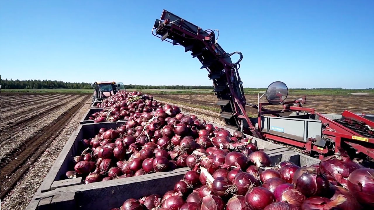 Modern Farming Tech: Harvesting Broccoli & More π±
