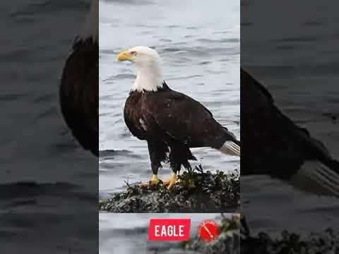 Suara Elang & Elang Hutan 🦅