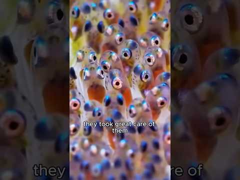 Cute Clown Fish. #healing #animals #fish #cute #funny #couple #love #amazing #shortvideo