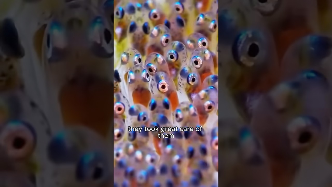 Adorable Clown Fish Making Waves π