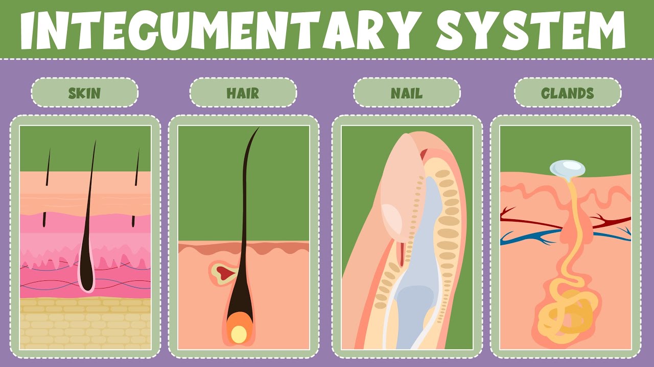 Integumentary System Explained for Kids 🧴