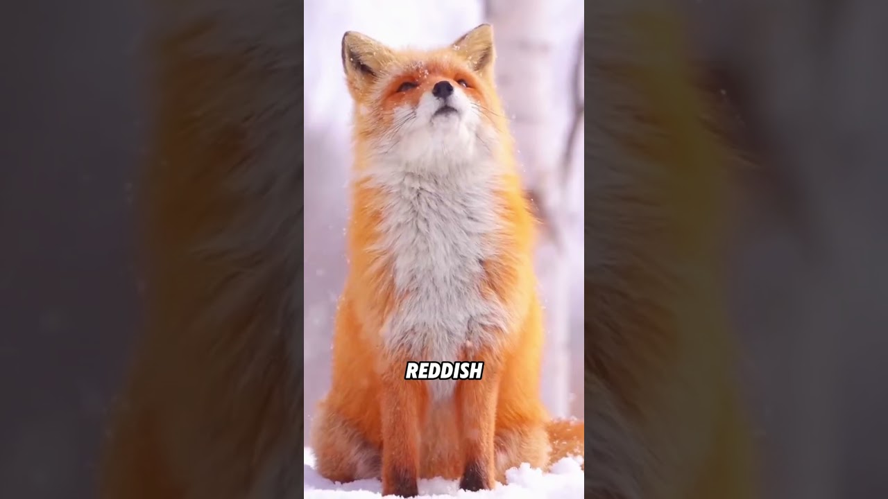 The fox that makes a sound like a laughing person#animals #fu#redfox