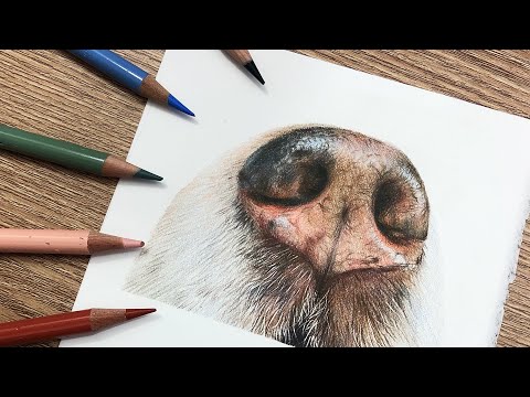 How To Draw a DOG NOSE in COLORED PENCIL | Drawing Tutorial