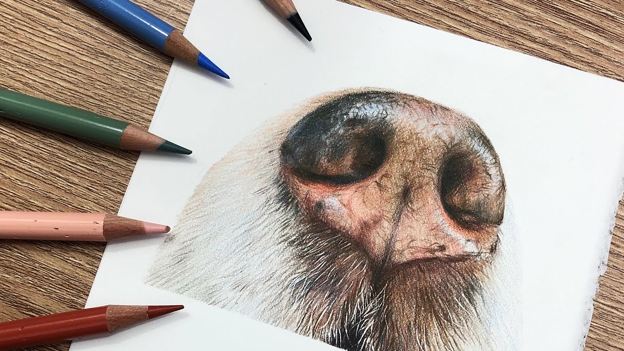 How to Draw a Dog Nose with Colored Pencils | Step-by-Step Tutorial