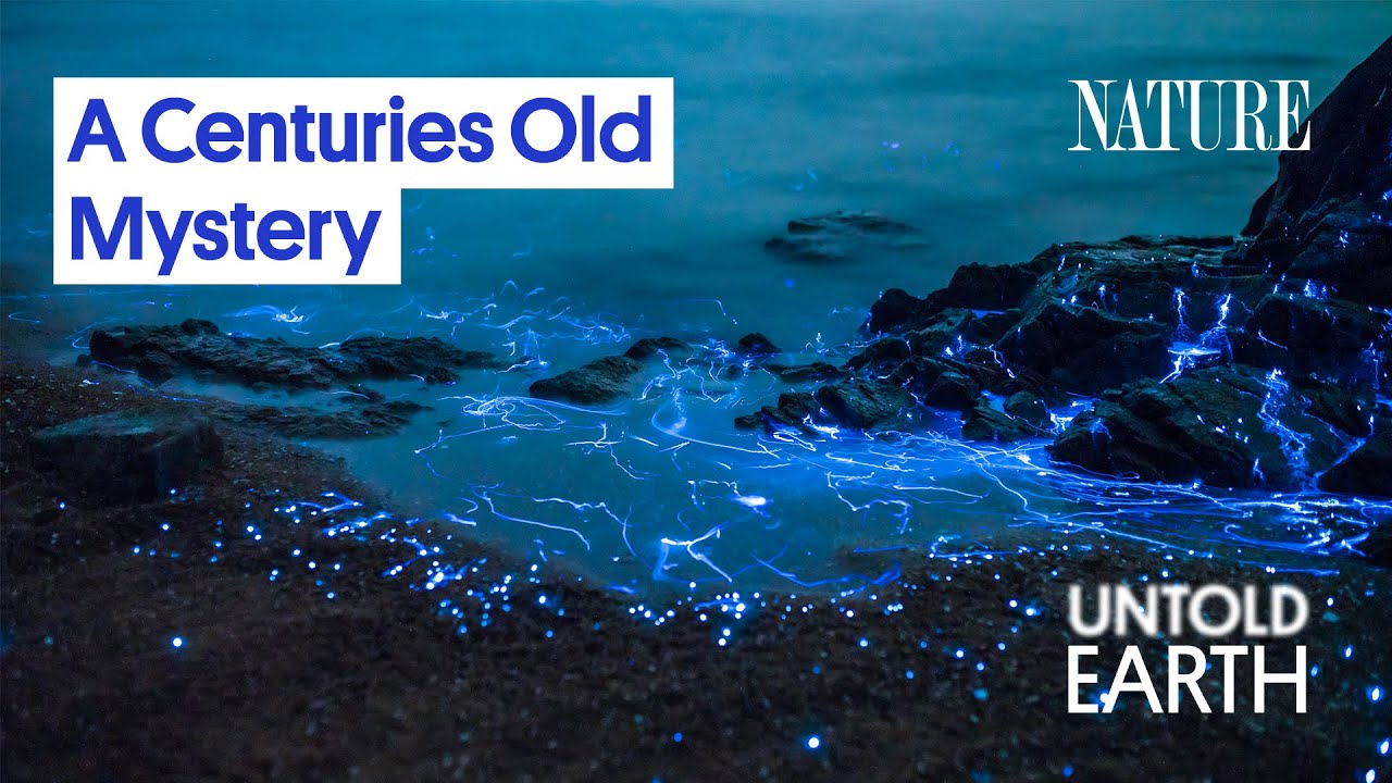 Why Does the Sea Glow in the Dark? 🌊