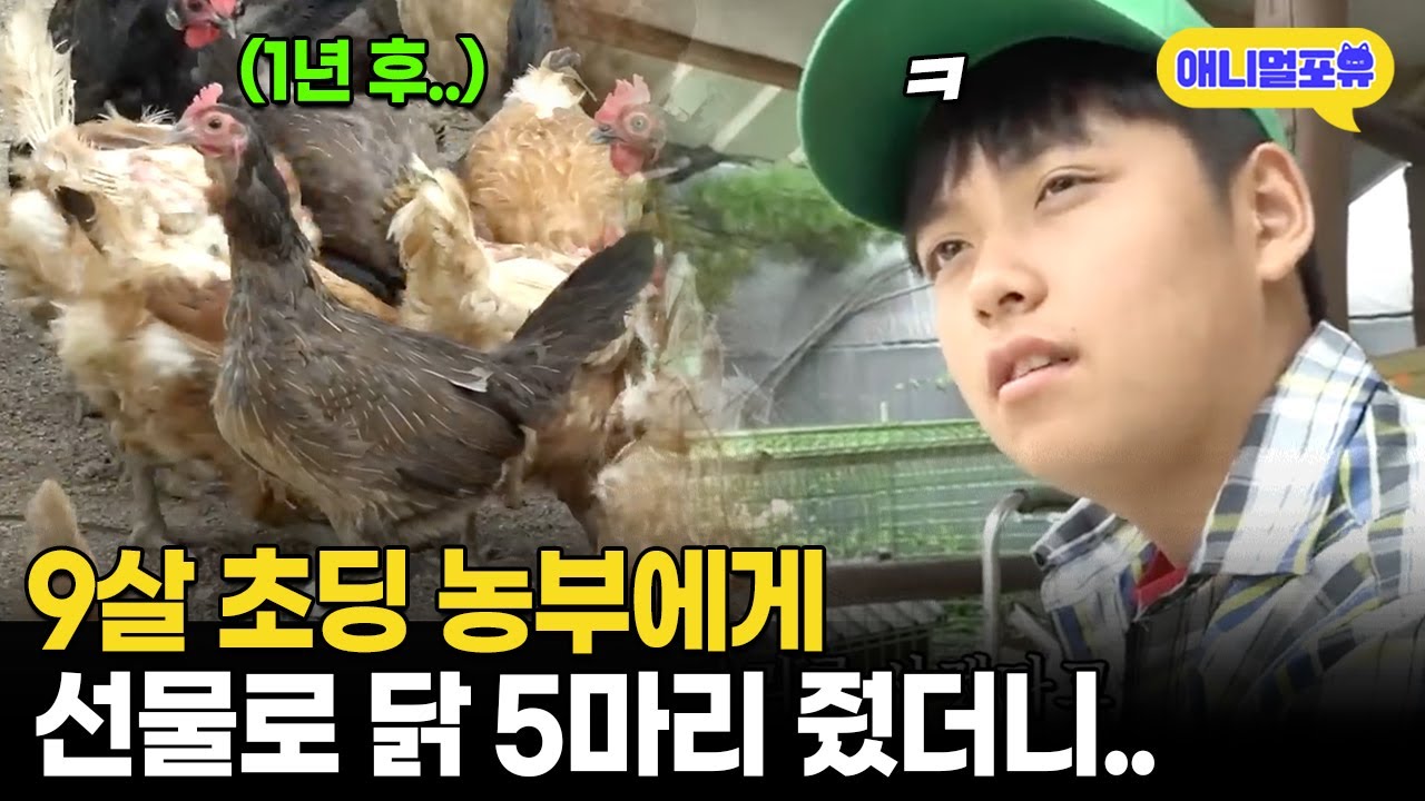 생일 선물 닭 5마리서 200마리로 성장한 초딩 농부 🐔