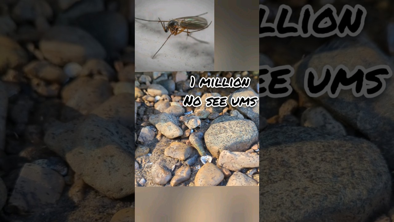 No-See-Ums Bites Are Bad During Bugs Attack 🐜