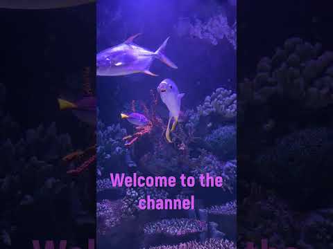 RELAX MUSIC | LISTEN ON THE CHANNEL #shorts #music #beautifulmelody