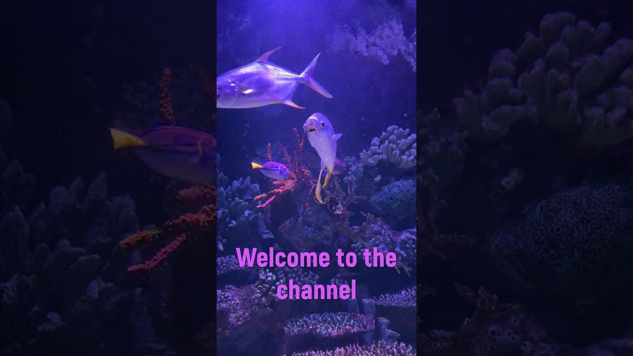 Soothing Relaxation Music 🎶 | Calm Your Mind & Find Peace